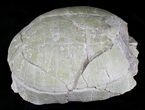 Fossil Tortoise (Stylemys) - Wyoming #22793-4
